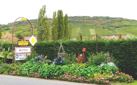 Le vignoble de MUTZIG - Photo BERTHEVILLE